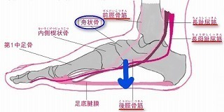舟状骨.jpg