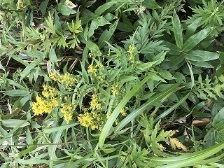 IMG_2729.jpg